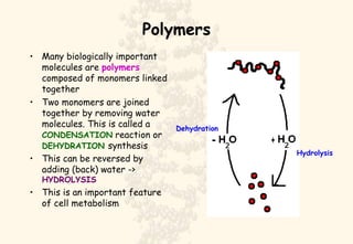 Polymers Many biologically important molecules are  polymers  composed of monomers linked together Two monomers are joined together by removing water molecules. This is called a  CONDENSATION  reaction or  DEHYDRATION  synthesis This can be reversed by adding (back) water ->  HYDROLYSIS This is an important feature of cell metabolism Dehydration Hydrolysis 
