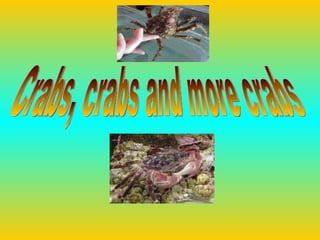 Crabs, crabs and more crabs                                                                                                             Shore Crab                                                            