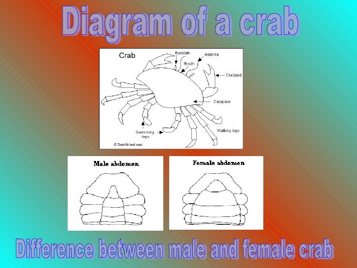 Crab Power Point