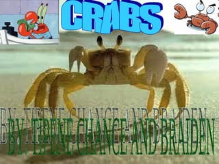 CRABS BY: TIPENE CHANCE AND BRAIDEN 