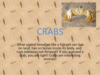 CRABS
What animal breathes like a fish yet can live
on land, has no bones inside its body, and
runs sideways not forward? If you guessed a
crab, you are right! Crabs are interesting
animals.
 