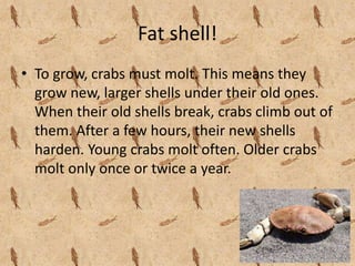 Crabs | PPTX