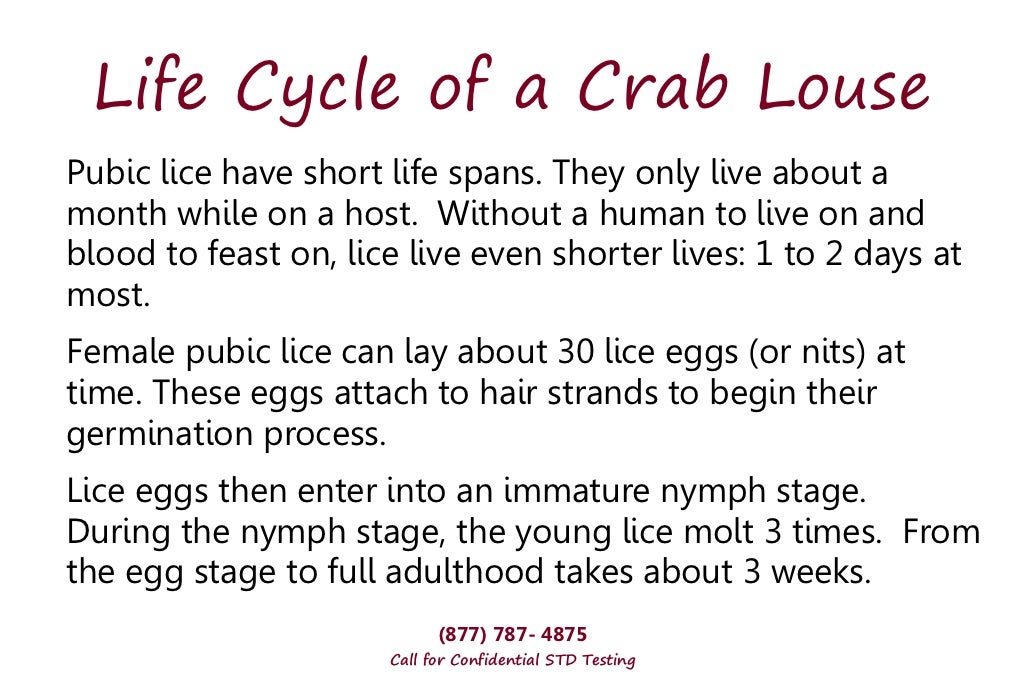 Crabs STD Why You're At Risk!