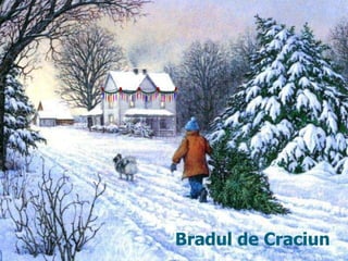 Bradul de Craciun
 