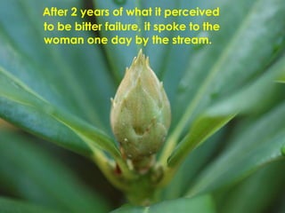 After 2 years of what it perceived to be bitter failure, it spoke to the woman one day by the stream. 