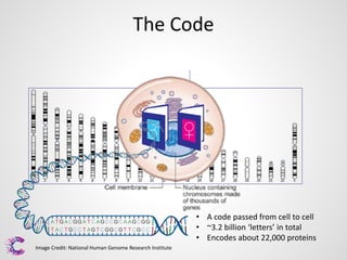The Code

♂

♀

• A code passed from cell to cell
• ~3.2 billion ‘letters’ in total
• Encodes about 22,000 proteins
Image Credit: National Human Genome Research Institute

 