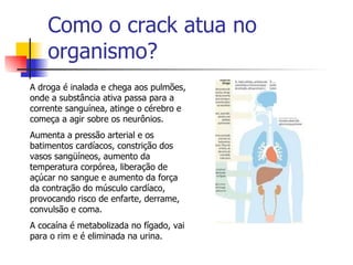 Como o crack atua no organismo? A droga é inalada e chega aos pulmões, onde a substância ativa passa para a corrente sanguínea, atinge o cérebro e começa a agir sobre os neurônios.  Aumenta a pressão arterial e os batimentos cardíacos, constrição dos vasos sangüíneos, aumento da temperatura corpórea, liberação de açúcar no sangue e aumento da força da contração do músculo cardíaco, provocando risco de enfarte, derrame, convulsão e coma.  A cocaína é metabolizada no fígado, vai para o rim e é eliminada na urina. 