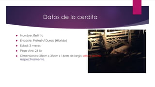 Datos de la cerdita
 Nombre: Retinta
 Encaste: Pietrain/ Duroc (Hibrido)
 Edad: 3 meses
 Peso vivo: 26 lb
 Dimensiones: 68cm x 38cm x 14cm de largo, alto y ancho
respectivamente.
 