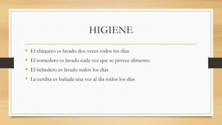 HIGIENE
• El chiquero es lavado dos veces todos los días
• El comedero es lavado cada vez que se provee alimento
• El bebedero es lavado todos los días
• La cerdita es bañada una vez al día todos los días
 