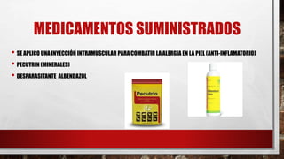 MEDICAMENTOS SUMINISTRADOS
• SE APLICO UNA INYECCIÓN INTRAMUSCULAR PARA COMBATIR LA ALERGIA EN LA PIEL (ANTI-INFLAMATORIO)
• PECUTRIN (MINERALES)
• DESPARASITANTE ALBENDAZOL
 