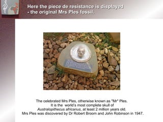 Here the piece de resistance is displayed  - the original Mrs Ples fossil. The celebrated Mrs Ples, otherwise known as "Mr" Ples.  It is the  world’s most complete skull of  Australopithecus africanus , at least 2 million years old.  Mrs Ples was discovered by Dr Robert Broom and John Robinson in 1947. 