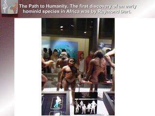 The Path to Humanity. The first discovery of an early hominid species in Africa was by Raymond Dart.  