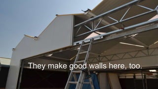 They make good walls here, too.
 