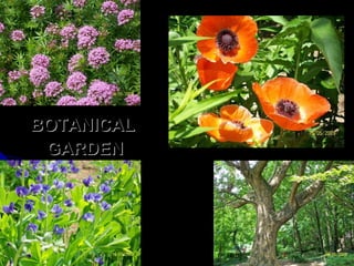 BOTANICAL  GARDEN 