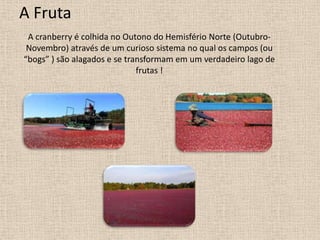 A Fruta
 A cranberry é colhida no Outono do Hemisfério Norte (Outubro-
 Novembro) através de um curioso sistema no qual os campos (ou
“bogs” ) são alagados e se transformam em um verdadeiro lago de
                              frutas !
 