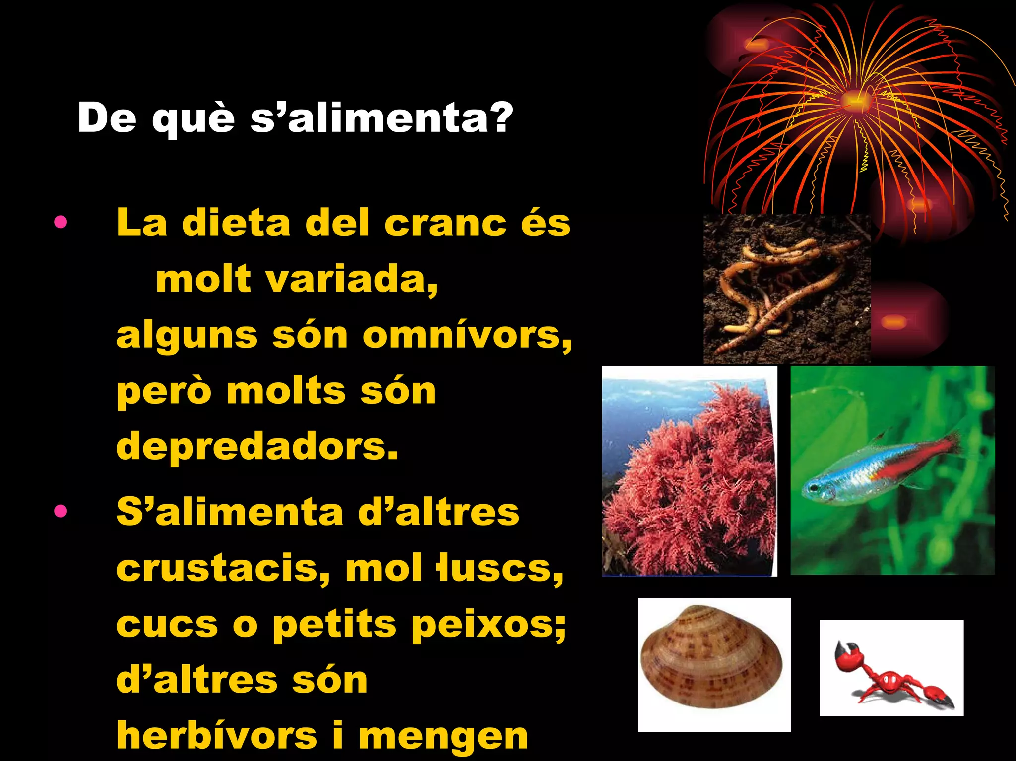 De què s’alimenta? La dieta del cranc és  molt variada, alguns són omnívors, però molts són depredadors. S’alimenta d’altres crustacis, mol·luscs, cucs o petits peixos; d’altres són herbívors i mengen algues.  