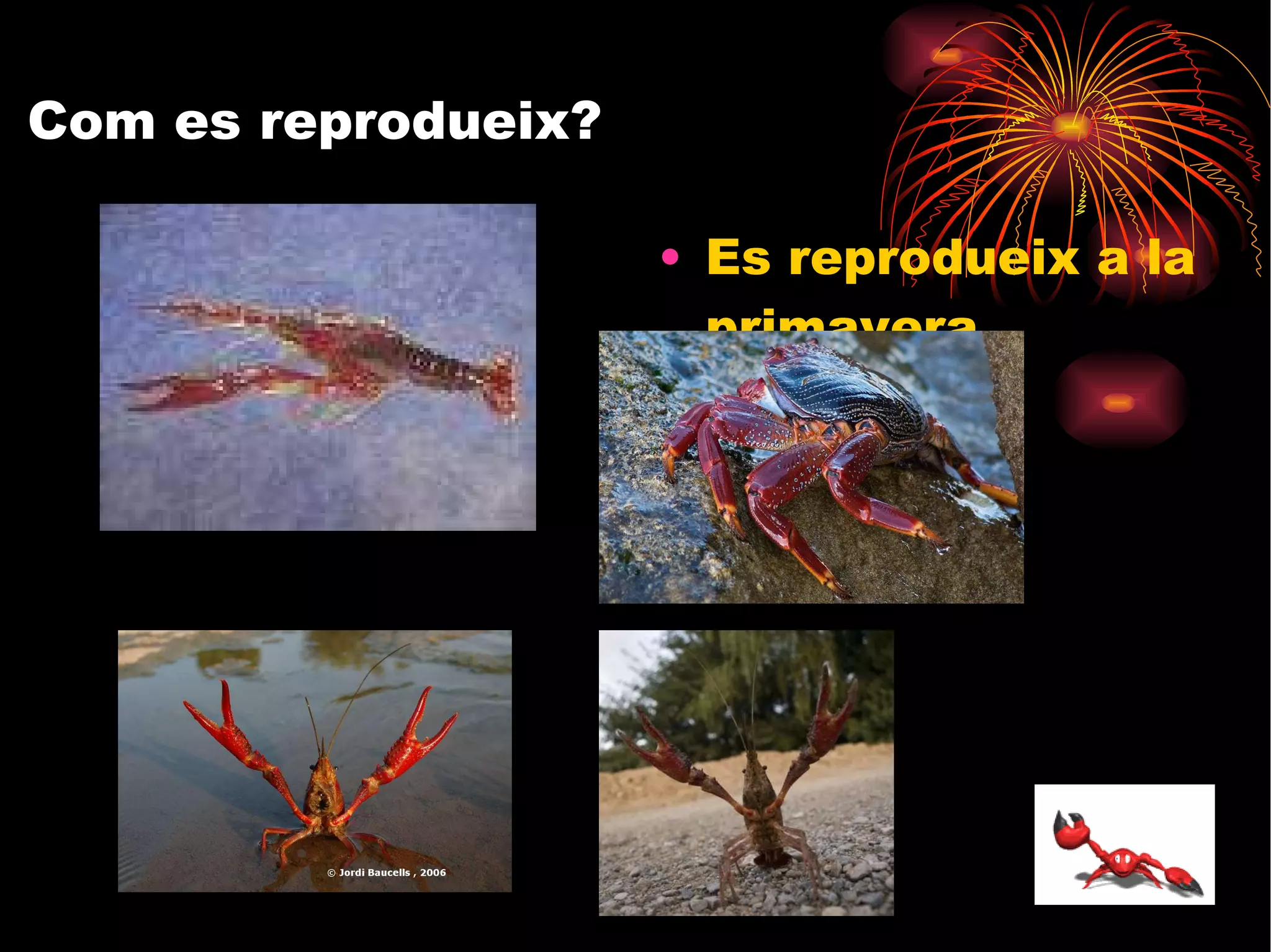 Com es reprodueix? Es reprodueix a la primavera 