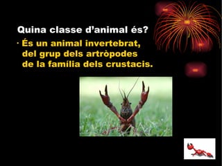 Quina classe d’animal és? És un animal invertebrat, del grup dels artròpodes de la família dels crustacis. 