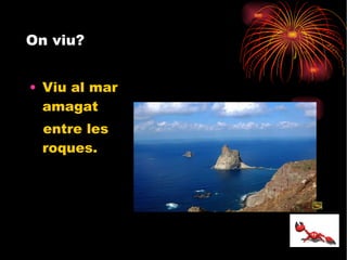 On viu? Viu al mar amagat entre les roques. 