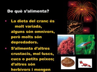 De què s’alimenta? La dieta del cranc és  molt variada, alguns són omnívors, però molts són depredadors. S’alimenta d’altres crustacis, mol·luscs, cucs o petits peixos; d’altres són herbívors i mengen algues.  