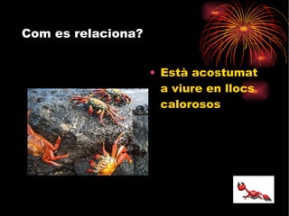Com es relaciona? Està acostumat a viure en llocs calorosos 