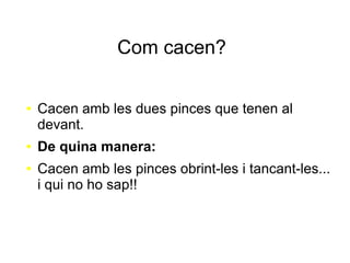 Com cacen?
● Cacen amb les dues pinces que tenen al
devant.
● De quina manera:
● Cacen amb les pinces obrint-les i tancant-les...
i qui no ho sap!!
 