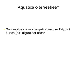Aquàtics o terrestres?
● Són les dues coses perquè viuen dins l'aigua i
surten (de l'aigua) per caçar .
 