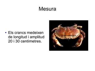 Mesura
● Els crancs medeixen
de longitud i amplitud
20 i 30 centímetres.
Quan medeixen
 