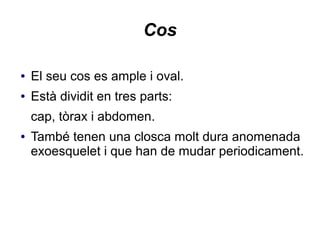 Cos
● El seu cos es ample i oval.
● Està dividit en tres parts:
cap, tòrax i abdomen.
● També tenen una closca molt dura anomenada
exoesquelet i que han de mudar periodicament.
 