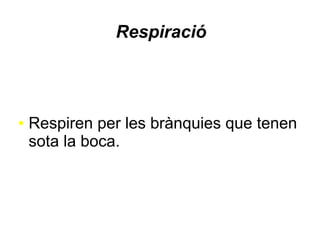 Respiració
● Respiren per les brànquies que tenen
sota la boca.
 