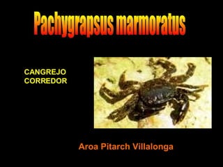 Pachygrapsus marmoratus CANGREJO CORREDOR Aroa Pitarch Villalonga 