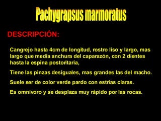 Pachygrapsus marmoratus DESCRIPCIÓN: Cangrejo hasta 4cm de longitud, rostro liso y largo, mas largo que media anchura del caparazón, con 2 dientes hasta la espina postoritaria,  Tiene las pinzas desiguales, mas grandes las del macho. Suele ser de color verde pardo con estrias claras. Es omnívoro y se desplaza muy rápido por las rocas. 