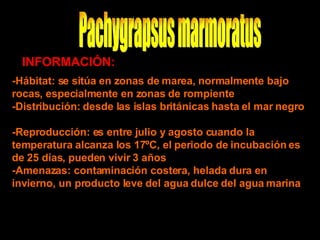 Pachygrapsus marmoratus INFORMACIÓN: -Hábitat: se sitúa en zonas de marea, normalmente bajo rocas, especialmente en zonas de rompiente  -Distribución: desde las islas británicas hasta el mar negro  -Reproducción: es entre julio y agosto cuando la temperatura alcanza los 17ºC, el periodo de incubación es de 25 días, pueden vivir 3 años  -Amenazas: contaminación costera, helada dura en invierno, un producto leve del agua dulce del agua marina  