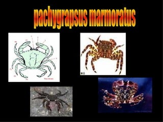 pachygrapsus marmoratus 