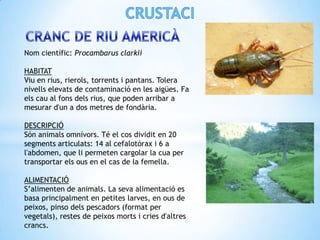 Nom científic: Procambarus clarkii

HABITAT
Viu en rius, rierols, torrents i pantans. Tolera
nivells elevats de contaminació en les aigües. Fa
els cau al fons dels rius, que poden arribar a
mesurar d'un a dos metres de fondària.

DESCRIPCIÓ
Són animals omnívors. Té el cos dividit en 20
segments articulats: 14 al cefalotòrax i 6 a
l'abdomen, que li permeten cargolar la cua per
transportar els ous en el cas de la femella.

ALIMENTACIÓ
S’alimenten de animals. La seva alimentació es
basa principalment en petites larves, en ous de
peixos, pinso dels pescadors (format per
vegetals), restes de peixos morts i cries d'altres
crancs.
 