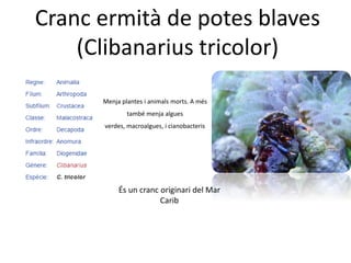 Cranc ermità de potes blaves
(Clibanarius tricolor)
És un cranc originari del Mar
Carib
Menja plantes i animals morts. A més
també menja algues
verdes, macroalgues, i cianobacteris
 