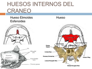 HUESOS INTERNOS DEL
CRANEO
Hueso Etmoides   Hueso
Esfenoides
 