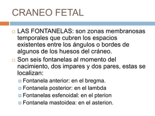 CRANEO FETAL
   LAS FONTANELAS: son zonas membranosas
    temporales que cubren los espacios
    existentes entre los ángulos o bordes de
    algunos de los huesos del cráneo.
   Son seis fontanelas al momento del
    nacimiento, dos impares y dos pares, estas se
    localizan:
     Fontanela anterior: en el bregma.
     Fontanela posterior: en el lambda
     Fontanelas esfenoidal: en el pterion
     Fontanela mastoidea: en el asterion.
 