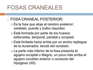FOSAS CRANEALES
   FOSA CRANEAL POSTERIOR:
     Es la fosa que aloja al cerebro posterior:
      cerebelo, puente y bulbo raquídeo
     Está formada por parte de los huesos:
      esfenoides, temporal, parietal y occipital.
     Está limitada hacia arriba por un ancho repliegue
      de la duramadre: tienda del cerebelo.
     La parte más inferior de la fosa presenta el
      agujero occipital o Magno, un poco más arriba el
      agujero condíleo anterior o conducto del
      hipogloso (XII).
 