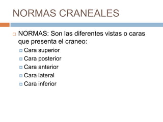 NORMAS CRANEALES
   NORMAS: Son las diferentes vistas o caras
    que presenta el craneo:
     Cara superior
     Cara posterior

     Cara anterior

     Cara lateral

     Cara inferior
 