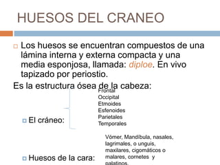 HUESOS DEL CRANEO
Los huesos se encuentran compuestos de una
 lámina interna y externa compacta y una
 media esponjosa, llamada: diploe. En vivo
 tapizado por periostio.
Es la estructura ósea Frontal cabeza:
                      de la
                              Occipital
                              Etmoides
                              Esfenoides
                              Parietales
     El   cráneo:            Temporales

                                Vómer, Mandíbula, nasales,
                                lagrimales, o unguis,
                                maxilares, cigomáticos o
     Huesos    de la cara:     malares, cornetes y
 