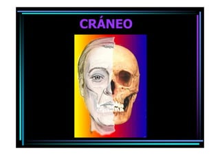 Craneo