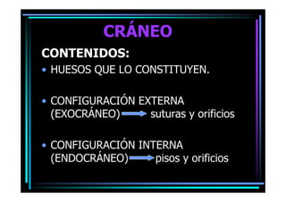 Craneo