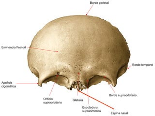 Borde parietal




Eminencia Frontal




                                                                                 Borde temporal




Apófisis
cigomática

                                                                 Borde supraorbitario
                    Orificio         Glabela
                    supraorbitario
                                           Escotadura
                                           supraorbitaria
                                                                  Espina nasal
 