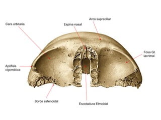 Arco supraciliar
Cara orbitaria                      Espina nasal




                                                                       Fosa Gl.
                                                                       lacrimal


Apófisis
cigomática




                 Borde esfenoidal
                                              Escotadura Etmoidal
 