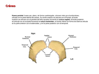 Cráneo

   Hueso parietal, hueso par, plano, de forma cuadrangular, cóncavo visto por el endocráneo,
   ubicado en la parte lateral del cráneo. Su borde anterior se articula con el frontal, el borde
   superior se articula con el parietal del lado opuesto formando la sutura sagital, el borde posterior
   se articula con el occipital formando la sutura lamboidea, el borde inferior en forma de bisel se articula
   en la parte anterior con el esfenoides, y en la parte posterior con el temporal.
 