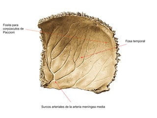 Fosita para
corpúsculos de
Paccioni

                                                                  Fosa temporal




                 Surcos arteriales de la arteria meníngea media
 