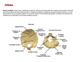 Cráneo
Hueso occipital, hueso impar, presenta una porción vertical que forma parte de la calota y otra porción horizontal
que forma parte de la fosa craneal posterior. Presenta el agujero occipital que da paso al bulbo raquídeo. La cara
exocraneal es lisa en la parte superior, en el sector inferior a ambos lados del agujero occipital se encuentran los
cóndilos que se articulan en la primera vértebra cervical.
 