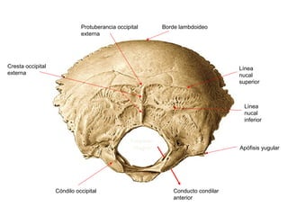 Protuberancia occipital      Borde lambdoideo
                             externa




Cresta occipital                                                                 Línea
externa                                                                          nucal
                                                                                 superior



                                                                                   Línea
                                                                                   nucal
                                                                                   inferior


                                                Foramen
                                                 magno                           Apófisis yugular




                   Cóndilo occipital                         Conducto condilar
                                                             anterior
 