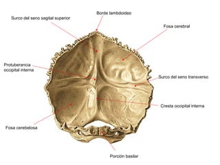 Borde lambdoideo
    Surco del seno sagital superior
                                                                Fosa cerebral




Protuberancia
occipital interna
                                                              Surco del seno transverso




                                                               Cresta occipital interna




Fosa cerebelosa




                                            Porción basilar
 
